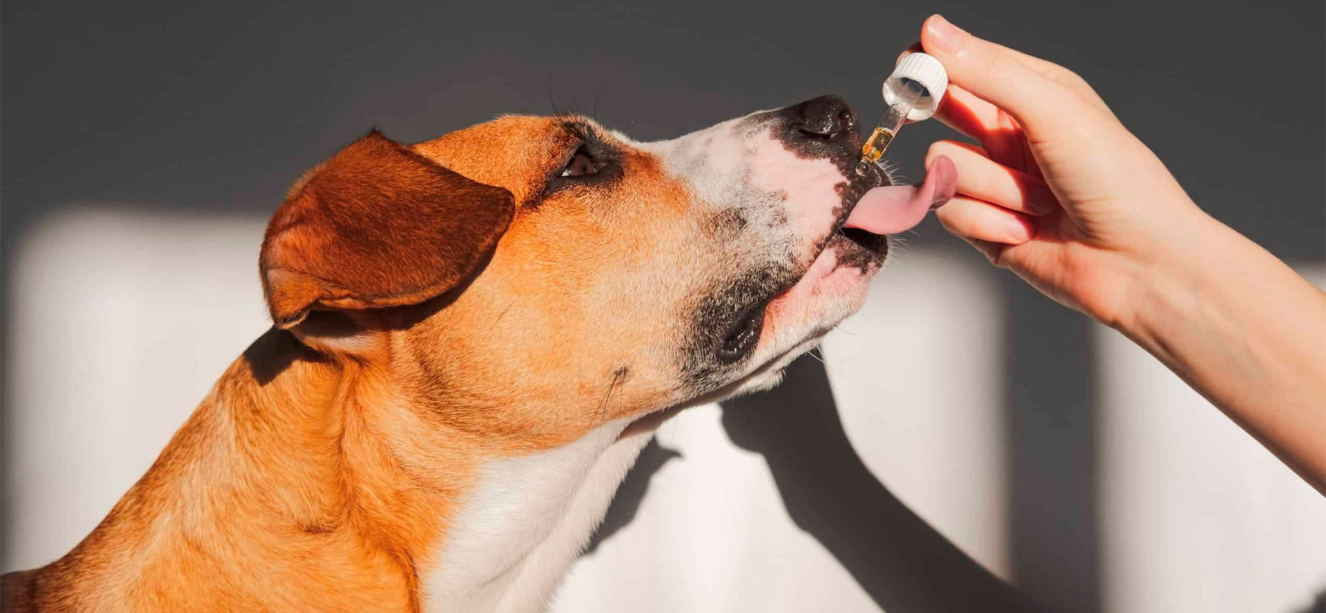 Giving CBD for dog with arthritis.