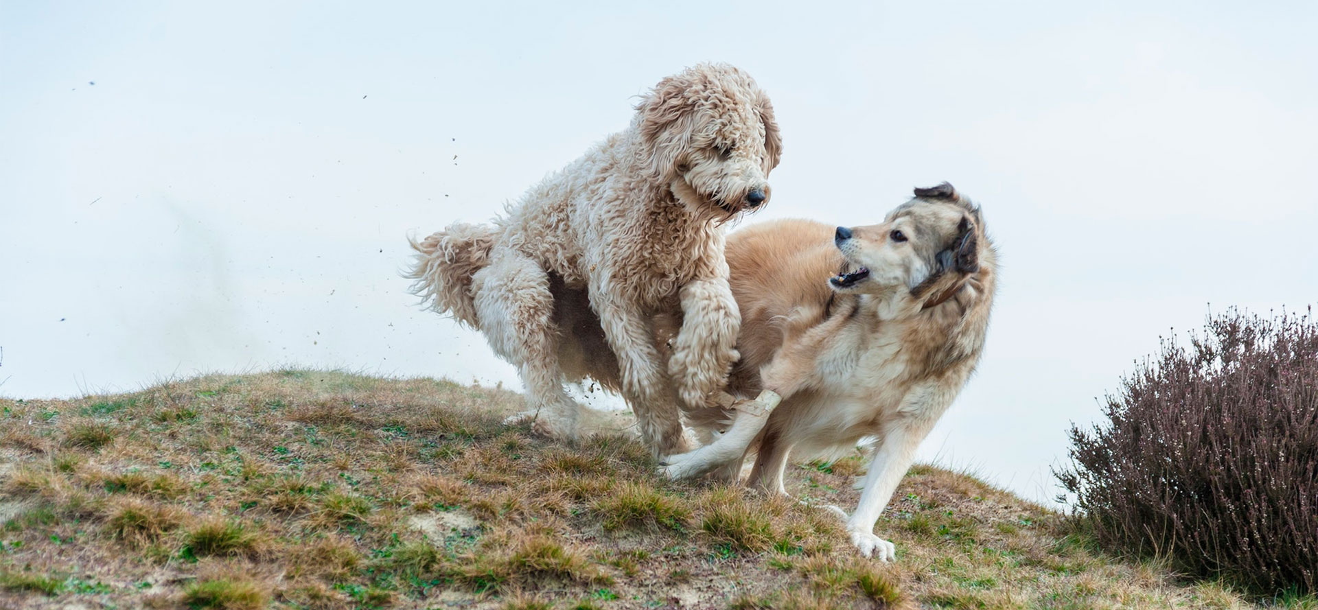 Calming Hemp for Dogs.