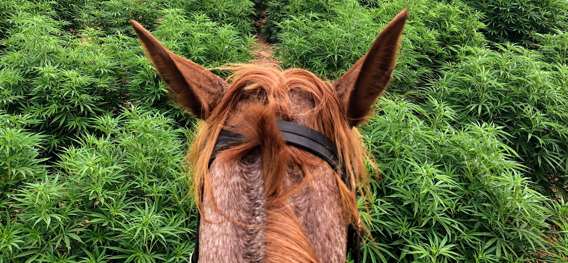 Cannabis for Horse.
