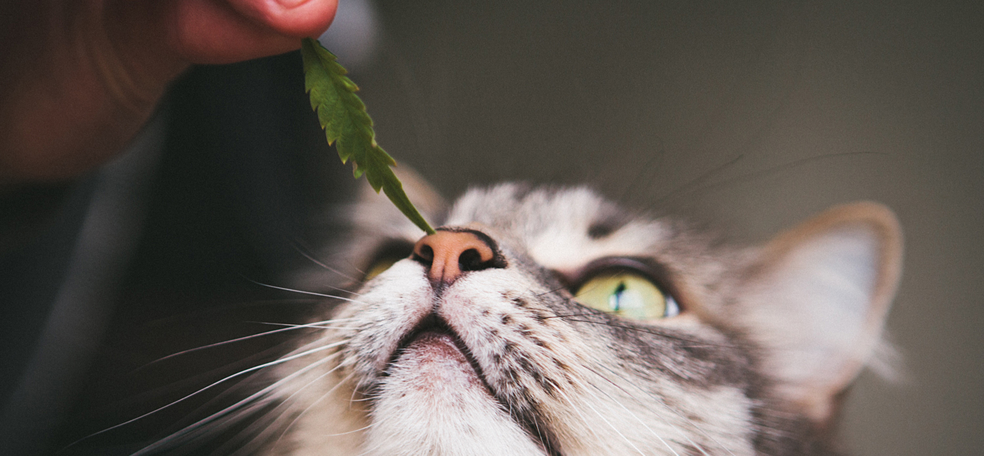 Cat and Cannabis.