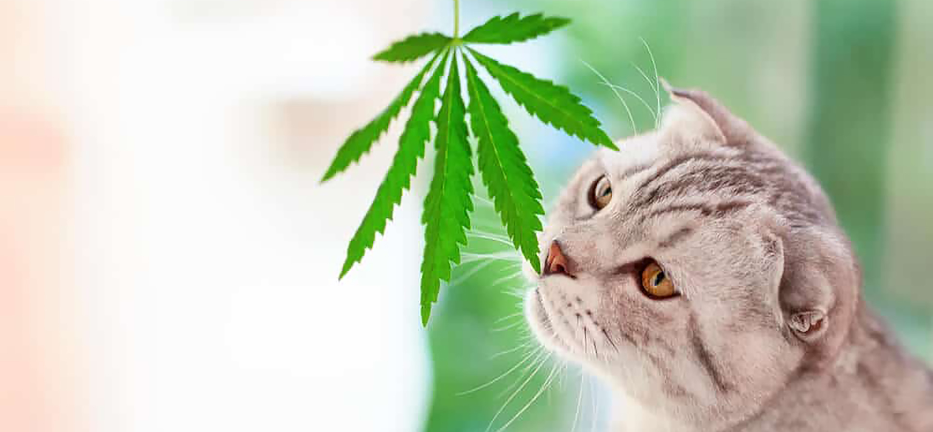 Cat Sniffing Cannabis.