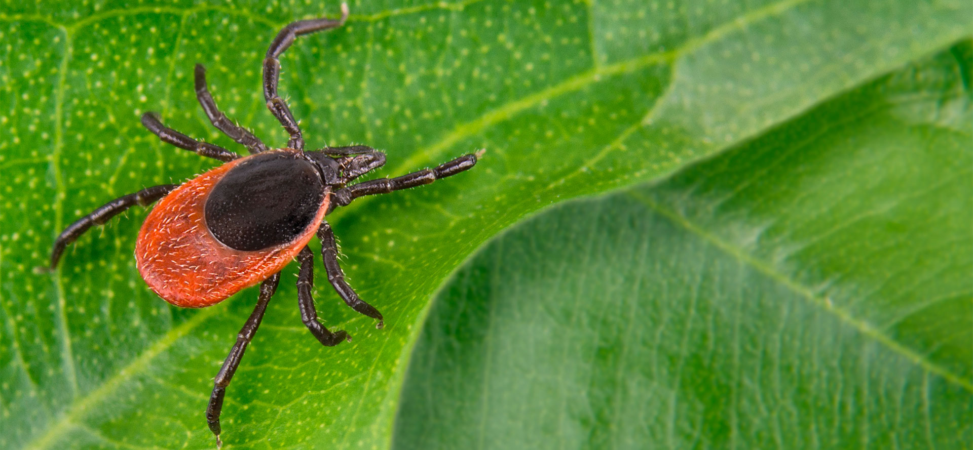 CBD Oil for Tick Lyme Disease bite.