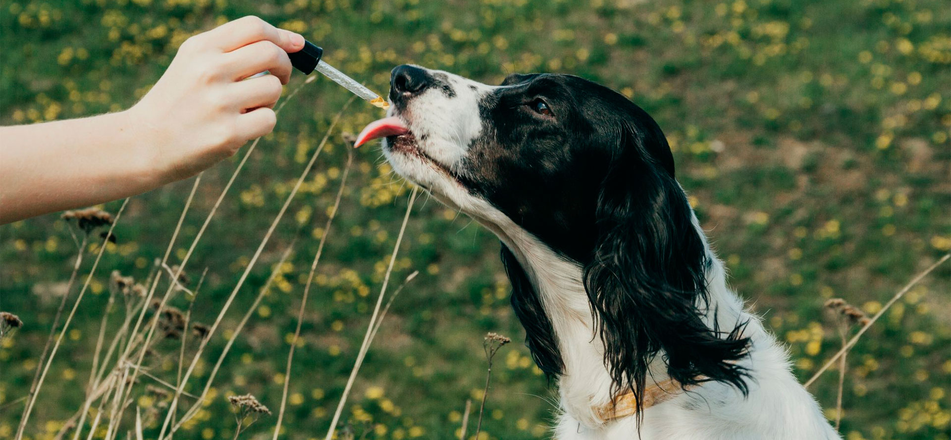 Giving CBD Oil for Dogs.