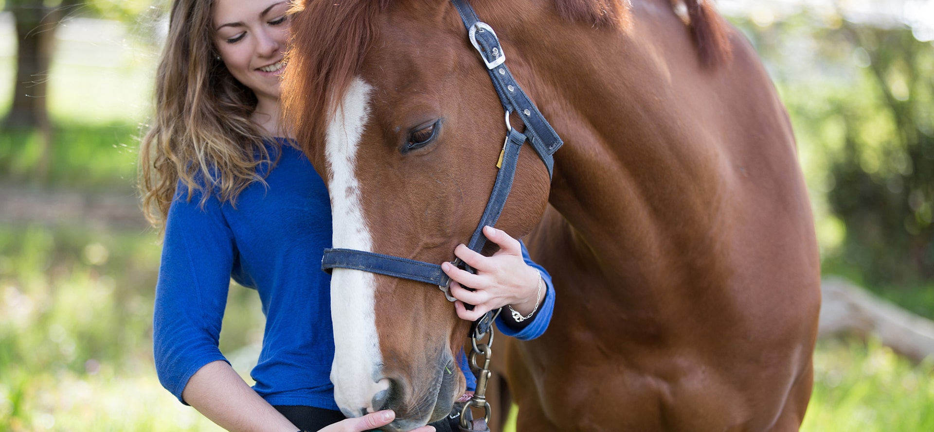 CBD Oil for Horses.