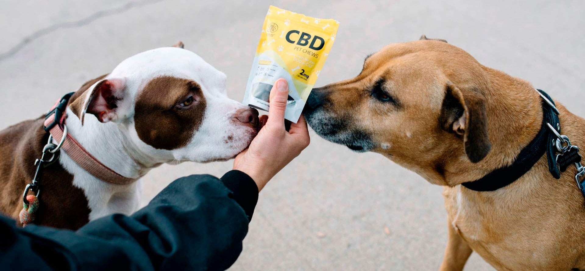 Pug and CBD organic treats for dog.