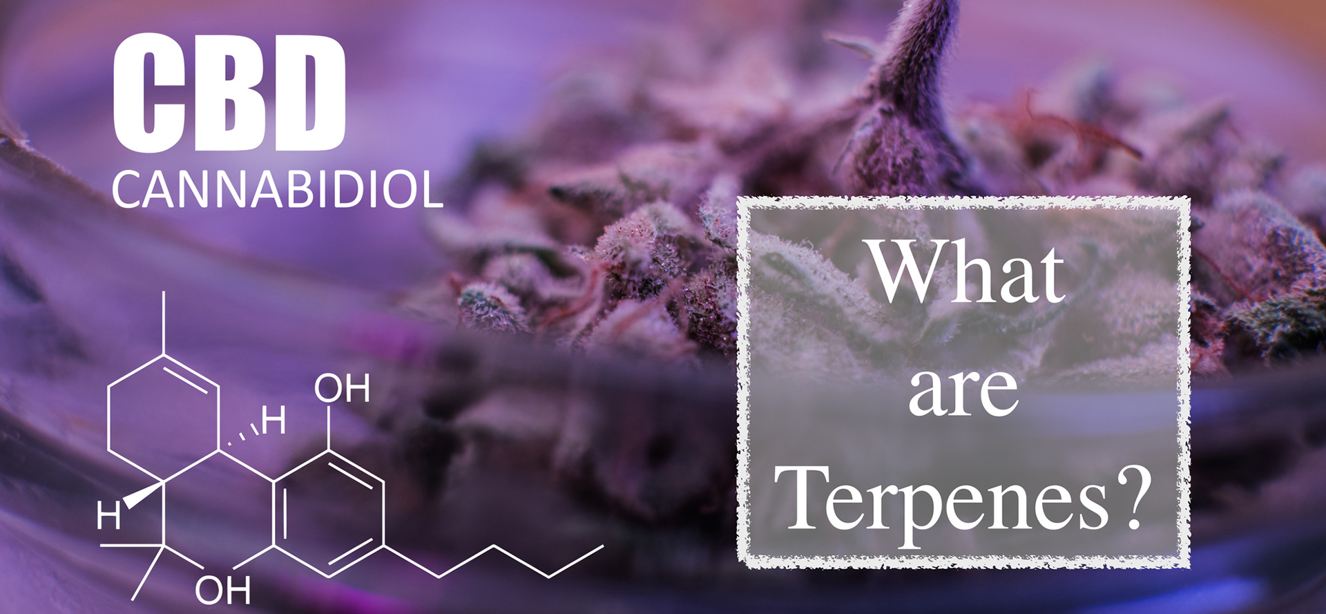 What are Terpenes CBD?
