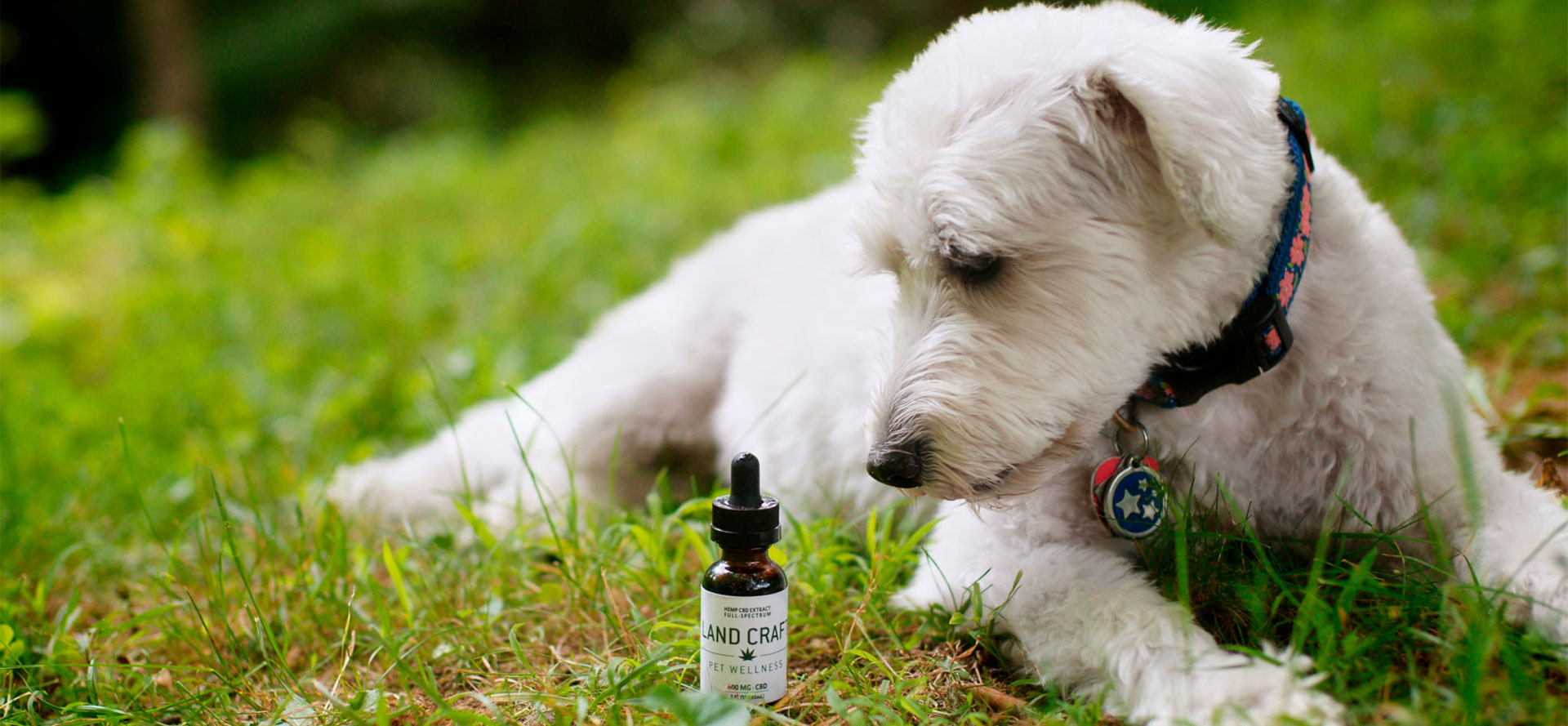 Full-Spectrum CBD for Dogs.