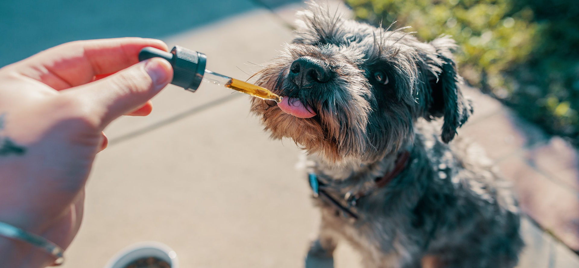 Help Dogs With Anxiety.