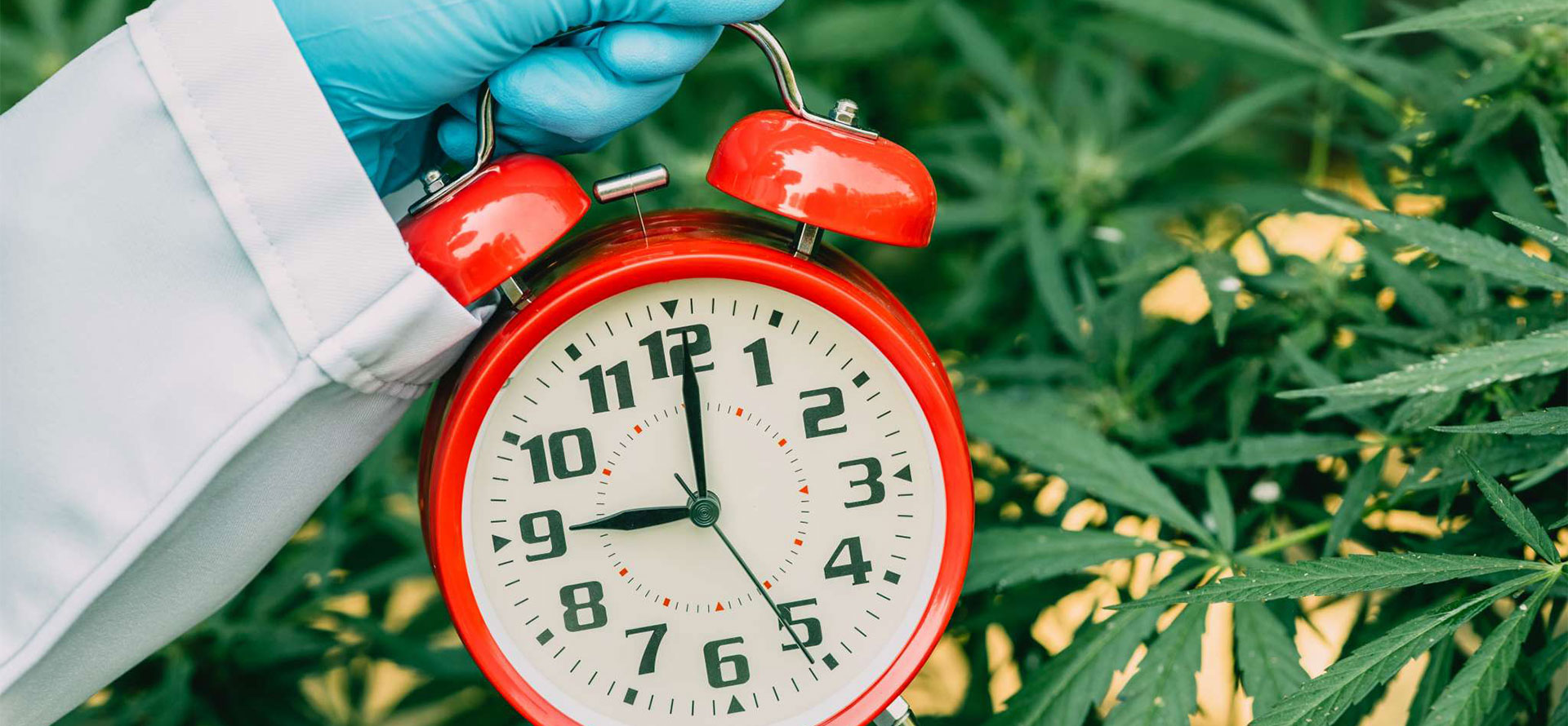 How long does cbd stay in your system.