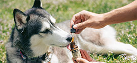 Giving CBD oil to dog for seizures.