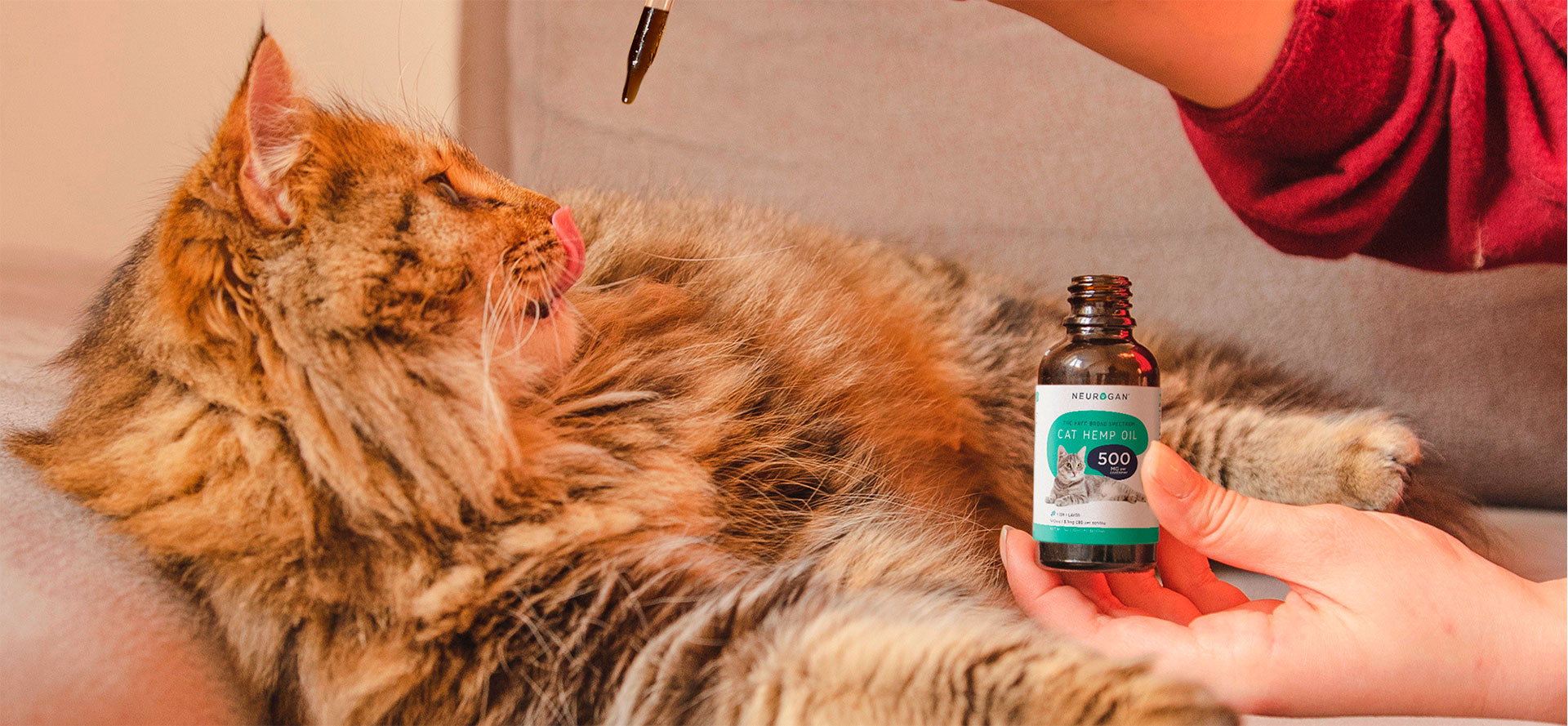 Best CBD Oils for Cats in 2024 😻 And Reviews