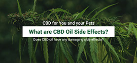 What are CBD oil side effects.