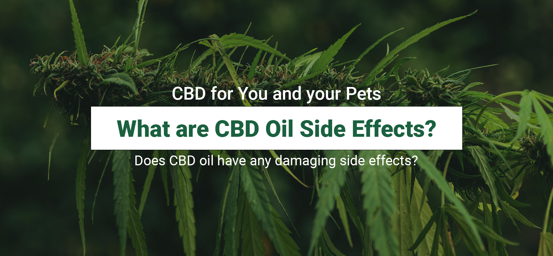 What are CBD oil side effects.